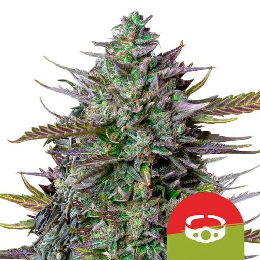 GOATlato | AUTOFEM | Royal Queen Seeds