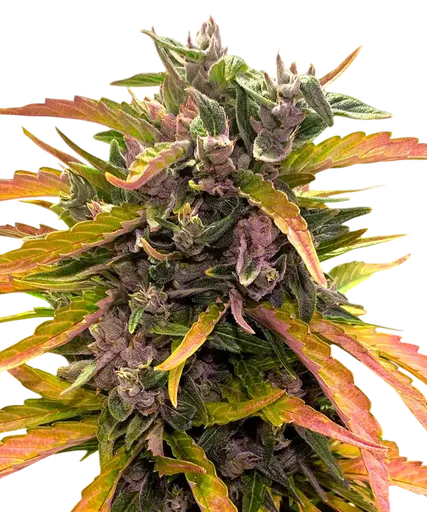 Gorilla Glue Auto | AUTOFEM | Barneys Farm