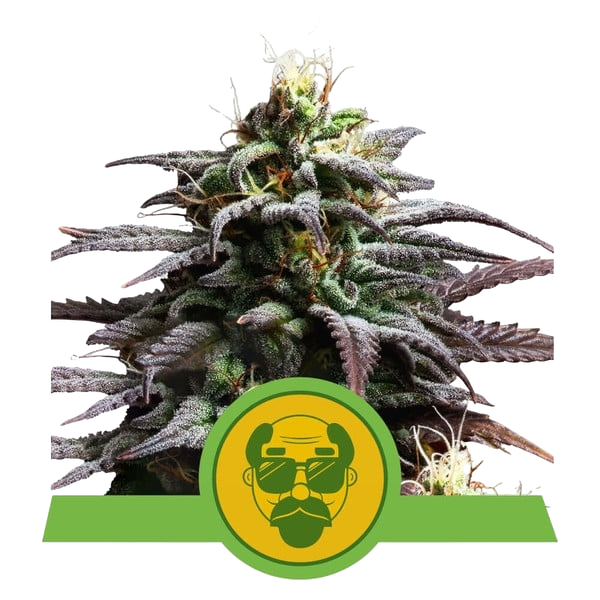 Granddaddy Purple Auto | AUTOFEM | Royal Queen Seeds