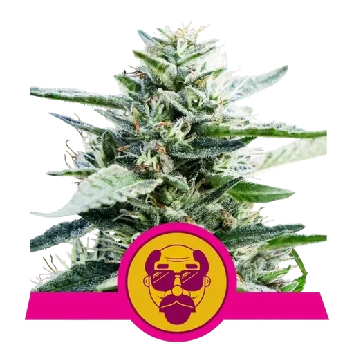 Granddaddy Purple | PHOTOFEM | Royal Queen Seeds