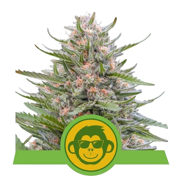 Grape Ape Auto | AUTOFEM | Royal Queen Seeds