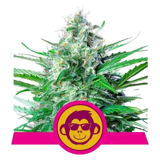 Grape Ape | PHOTOFEM | Royal Queen Seeds