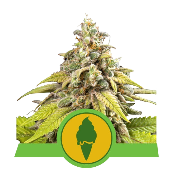 Green Gelato Auto | AUTOFEM | Royal Queen Seeds