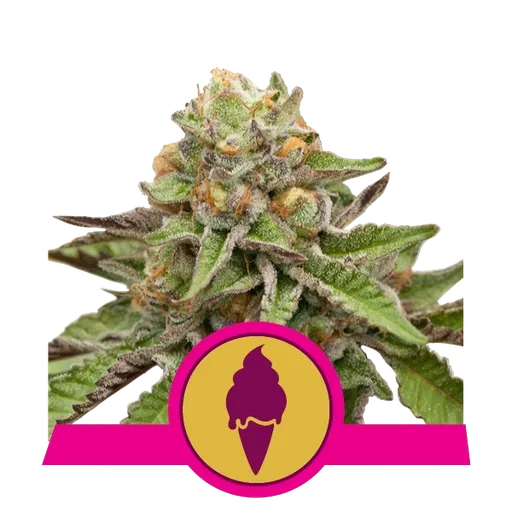 Green Gelato | PHOTOFEM | Royal Queen Seeds