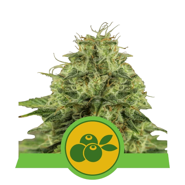 Haze Berry Auto | AUTOFEM | Royal Queen Seeds