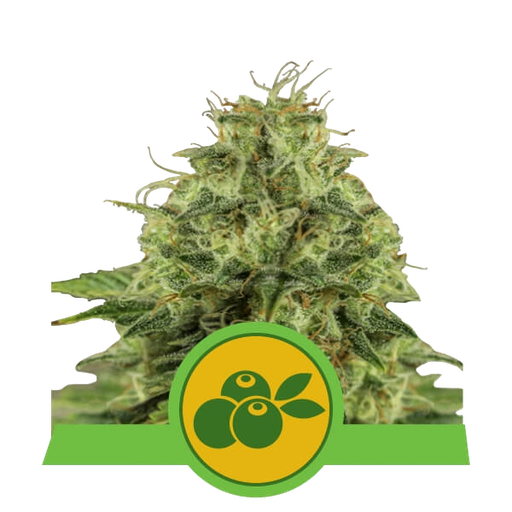 Haze Berry | AUTOFEM | Royal Queen Seeds