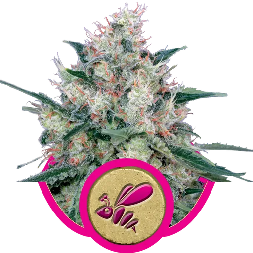 Honey Cream FAST Version | PHOTOFEM | Royal Queen Seeds