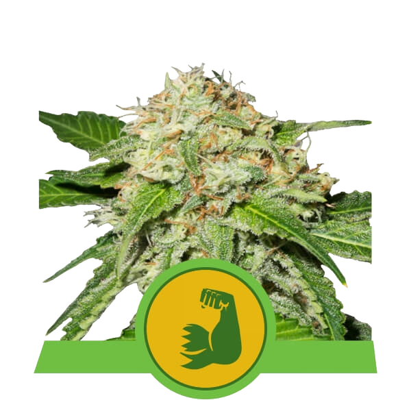 HulkBerry Auto | AUTOFEM | Royal Queen Seeds