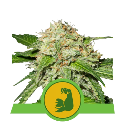 HulkBerry | AUTOFEM | Royal Queen Seeds
