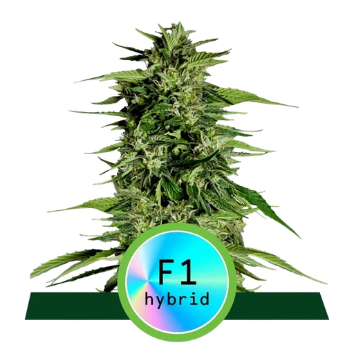 Hyperion F1 | AUTOFEM | Royal Queen Seeds