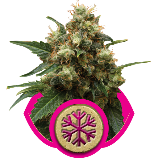 Ice | PHOTOFEM | Royal Queen Seeds
