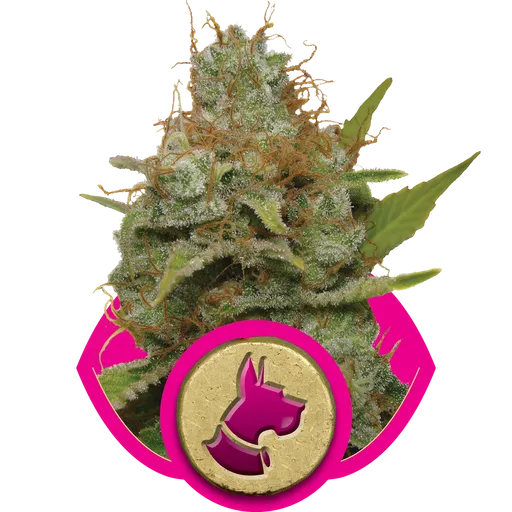 Kali Dog | PHOTOFEM | Royal Queen Seeds
