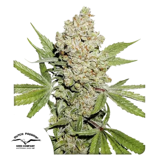 Lemon Kix | AUTOFEM | Dutch Passion