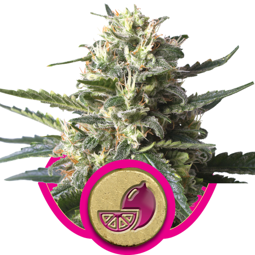 Lemon Shining Silver Haze | PHOTOFEM | Royal Queen Seeds