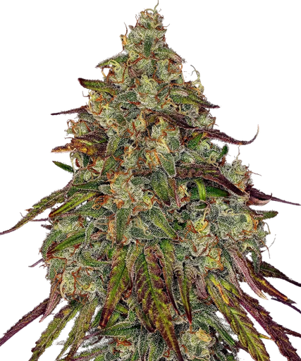 Amnesia Lemon | PHOTOFEM | Barneys Farm