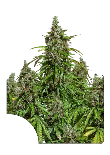 Mazar Auto | AUTOFEM | Dutch Passion