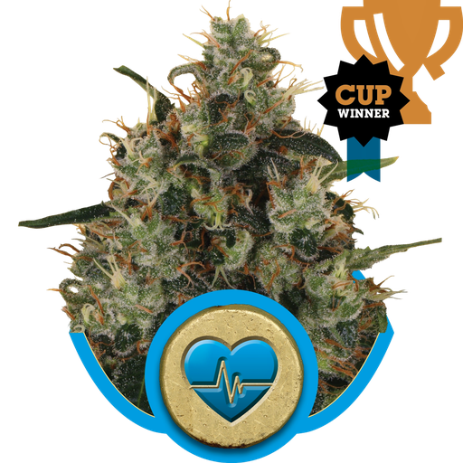 Medical Mass CBD | PHOTOFEM | Royal Queen Seeds
