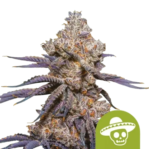 Mexican Rush Auto | AUTOFEM | Royal Queen Seeds