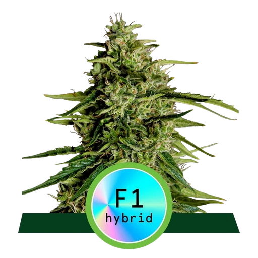 Milky Way F1 | AUTOFEM | Royal Queen Seeds
