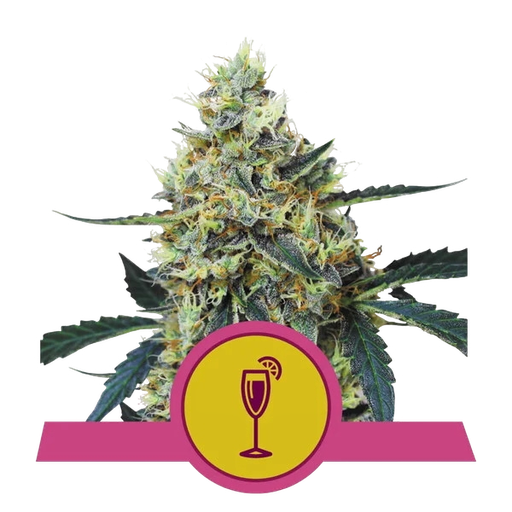 Mimosa | PHOTOFEM | Royal Queen Seeds