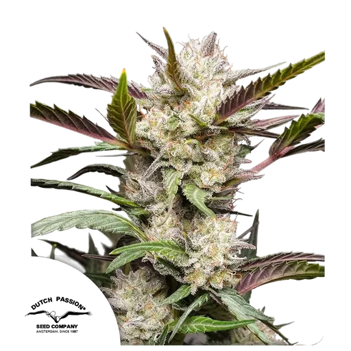 Mimosa Punch Auto | AUTOFEM | Dutch Passion