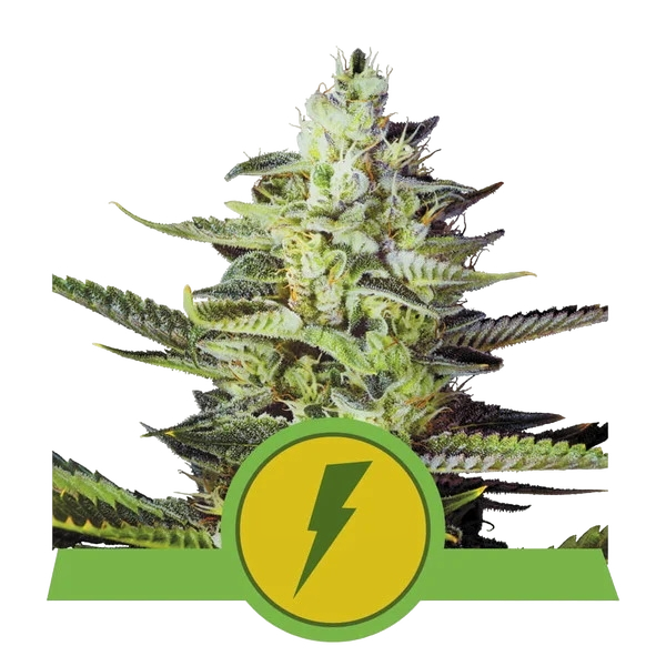 North Thunderfuck Auto | AUTOFEM | Royal Queen Seeds