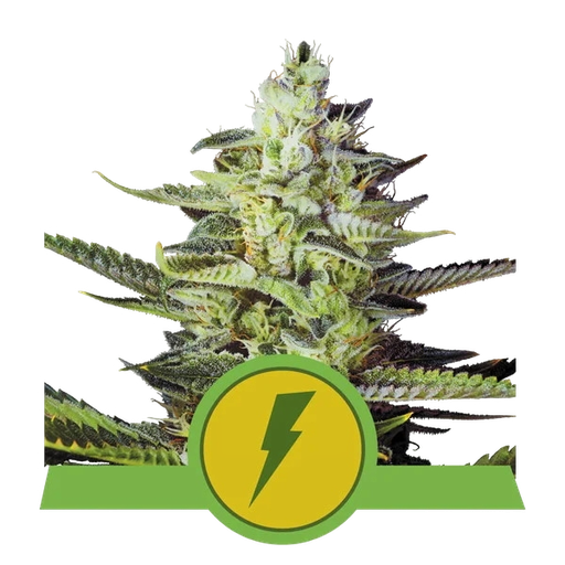 North Thunderfuck | AUTOFEM | Royal Queen Seeds