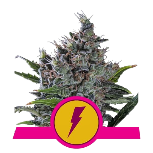 North Thunderfuck | PHOTOFEM | Royal Queen Seeds