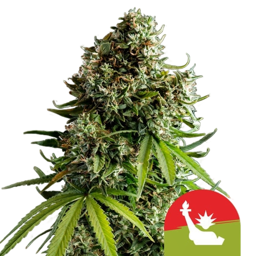 NYC Sour D | AUTOFEM | Royal Queen Seeds