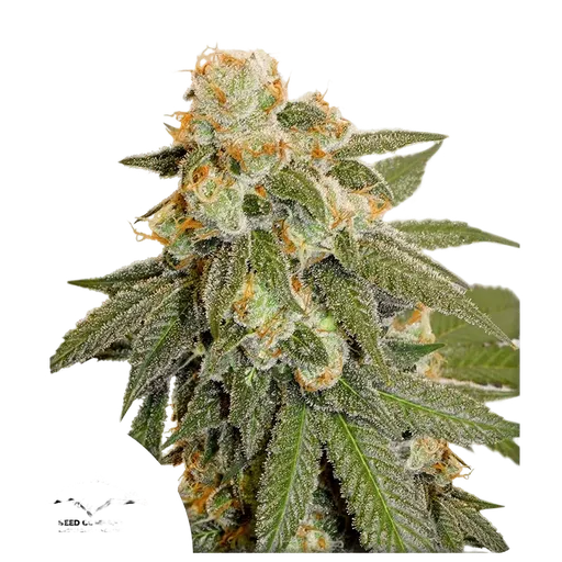 Orange Bud Auto | AUTOFEM | Dutch Passion