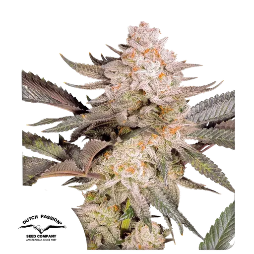 Orange Bud 2.0 | PHOTOFEM | Dutch Passion