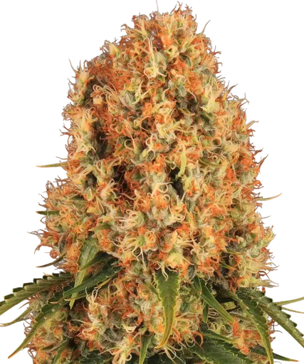 Orange Sherbert | PHOTOFEM | Barneys Farm