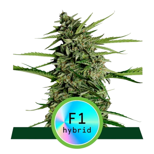 Orion F1 | AUTOFEM | Royal Queen Seeds