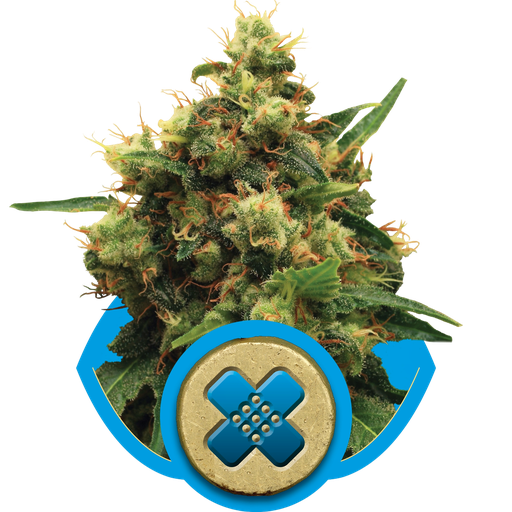 Painkiller XL CBD | PHOTOFEM | Royal Queen Seeds