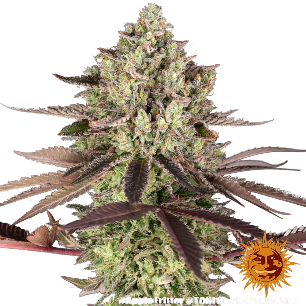 Apple Fritter | PHOTOFEM | Barneys Farm