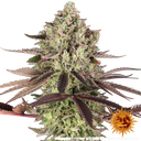 Apple Fritter | PHOTOFEM | Barneys Farm