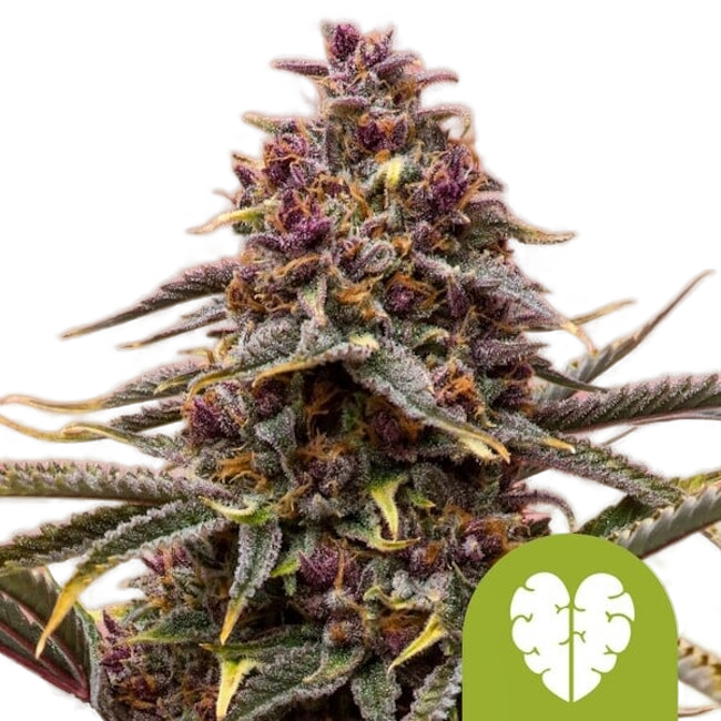 Pink Mist Auto | AUTOFEM | Royal Queen Seeds