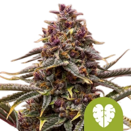 Pink Mist Auto | AUTOFEM | Royal Queen Seeds