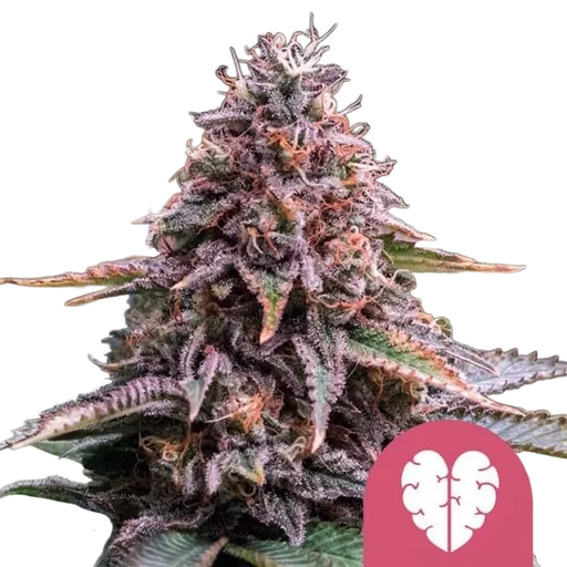 Pink Mist | PHOTOFEM | Royal Queen Seeds