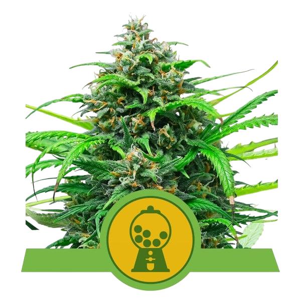 Pink Runtz Auto | AUTOFEM | Royal Queen Seeds