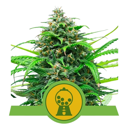 Pink Runtz | AUTOFEM | Royal Queen Seeds