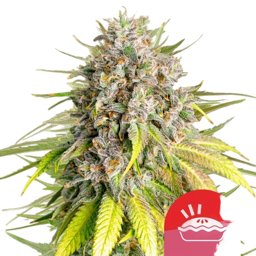 Punch Pie | PHOTOFEM | Royal Queen Seeds
