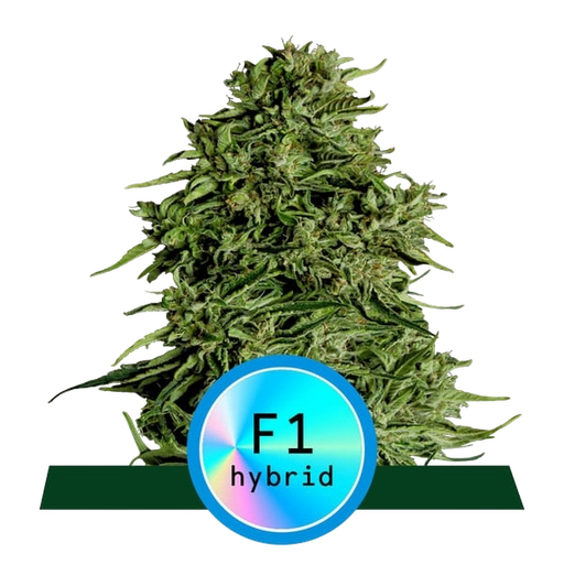 Cosmos F1 CBD