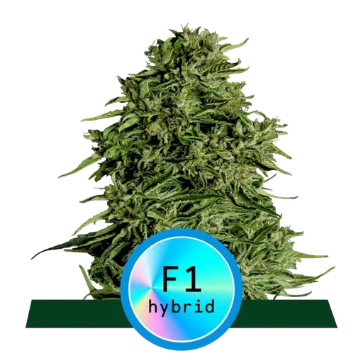 Cosmos F1 CBD
