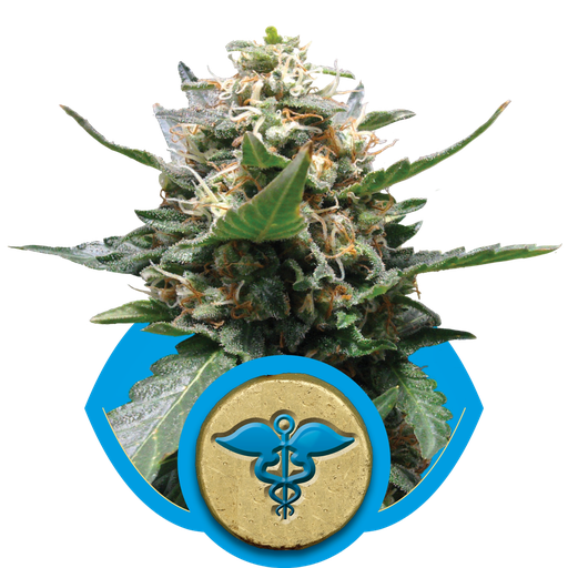 Royal Medic CBD