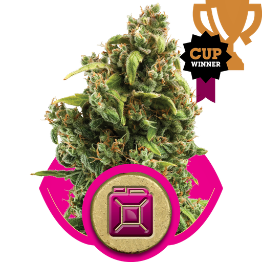 Sour Diesel
