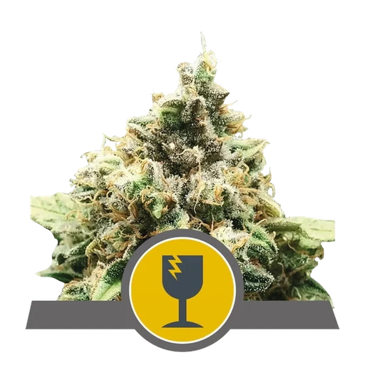 Critical
