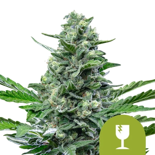 Critical
