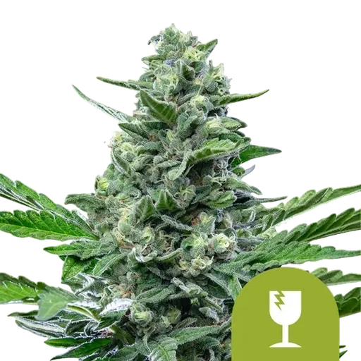 Critical