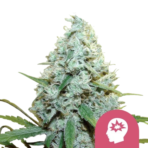 AMG (Amnesia Mac Ganja)